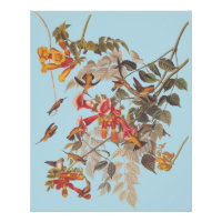 Audubon's Ruby Throated Hummingbirds and Flowers