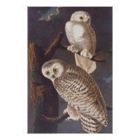 Audubon's Snowy White Owls at Night Vintage Art