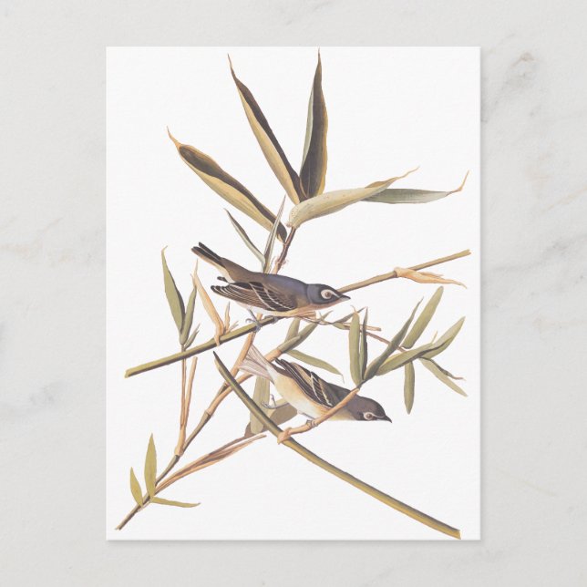 Audubon's Solitary Flycatcher Postcard (Front)