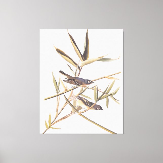 Audubon's Solitary Vireo Flycatcher Birds on Cane Canvas Print (Front)