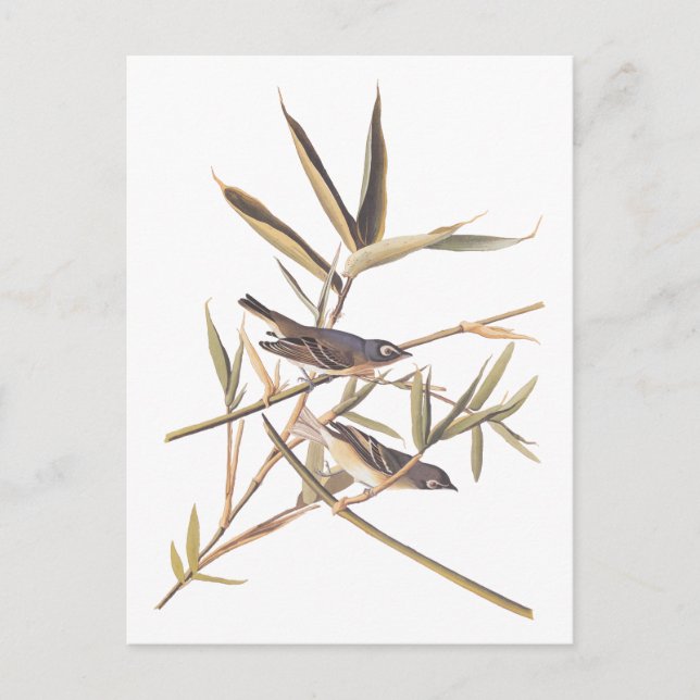 Audubon's Solitary Vireo Flycatcher Birds on Cane Postcard (Front)