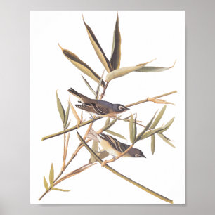 Audubon's Solitary Vireo Flycatcher Birds on Cane Poster