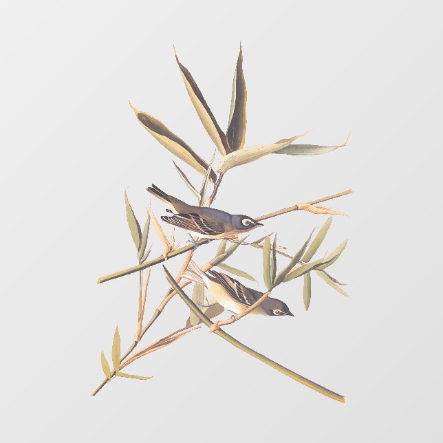 Audubon's Solitary Vireo Flycatcher Birds on Cane Window Cling (Sheet)