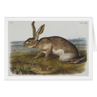 Audubon's Texian hare