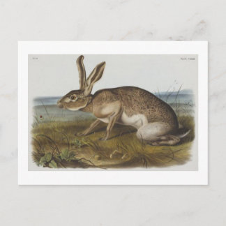 Audubon's Texian hare Postcard