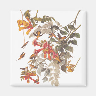 Audubon's Tropical Ruby Throated Hummingbirds Magnet