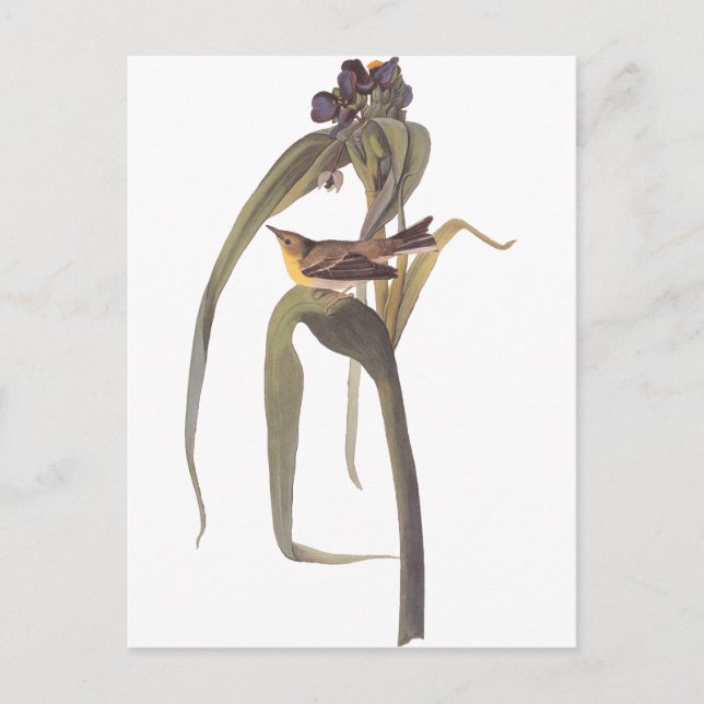 Audubon's Vigour's Vireo Postcard (Front)