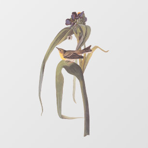 Audubon's Vigour's Vireo Songbird Window Cling