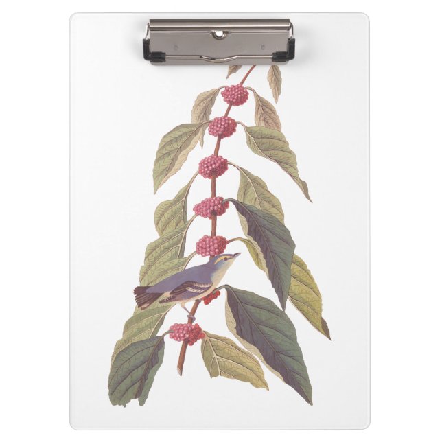 Audubon's Vintage Blue Green Warbler Song Bird Clipboard (Front)