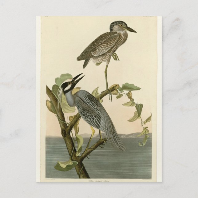 Audubon's Vintage Yellow crowned night heron paint Postcard (Front)