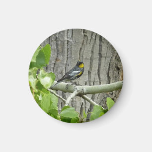 Audubon's Warbler Nature Photography Magnet