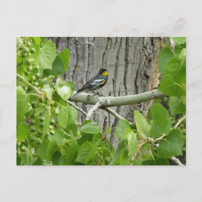 Audubon's Warbler Nature Photography Postcard (Front)