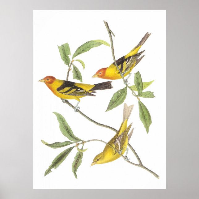 Audubon's Western Tanager Poster (Front)