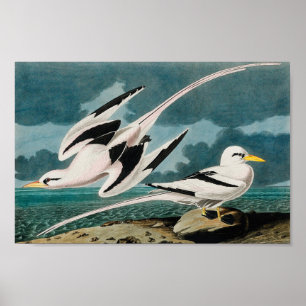 Audubon's White-Tailed Tropicbird Poster