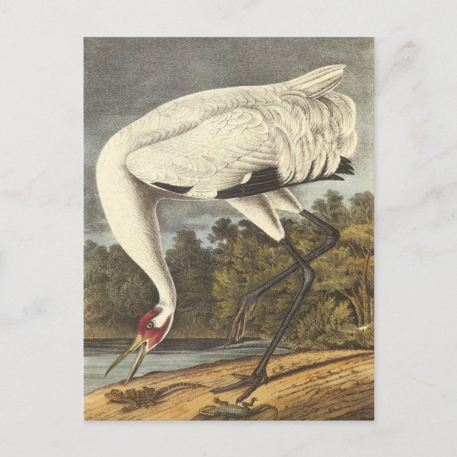 Audubon's Whooping Crane Postcard (Front)