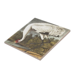 Audubon's Whooping Crane Tile