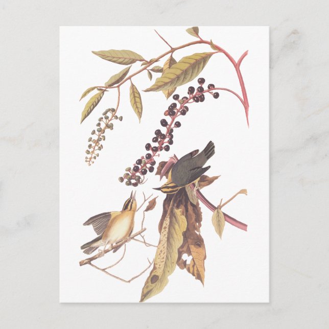 Audubon's Worm Eating Warbler Postcard (Front)