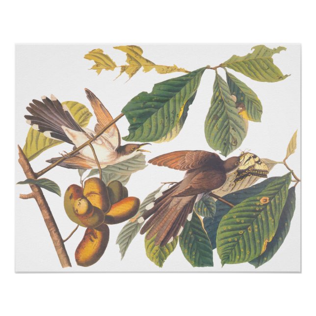 Audubon's Yellow-Billed Cuckoo Birds in Fruit Tree Poster (Front)