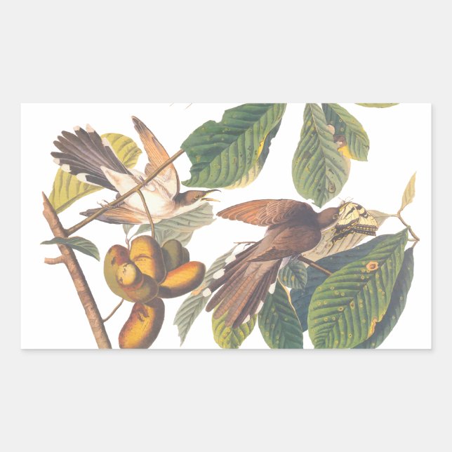 Audubon's Yellow-Billed Cuckoo Birds in Fruit Tree Rectangular Sticker (Front)