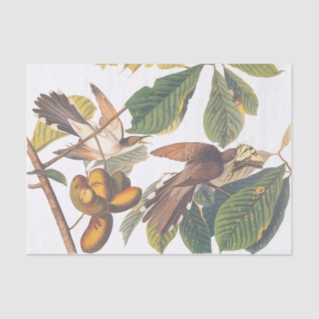 Audubon's Yellow-Billed Cuckoo Birds in Fruit Tree Tissue Paper (Front)