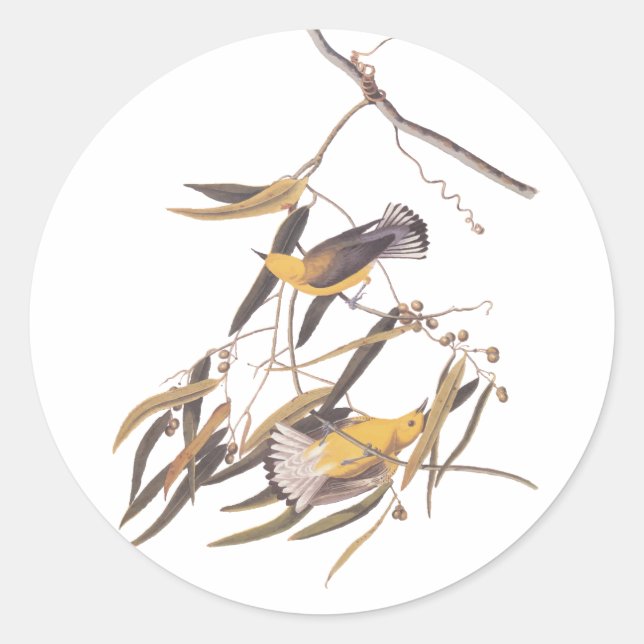 Audubon's Yellow Prothonotary Warbler Bird Pair Classic Round Sticker (Front)