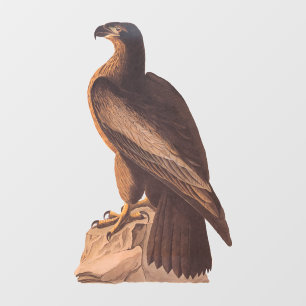 Audubon's Young Bald Eagle on Brown Rock Window Cling