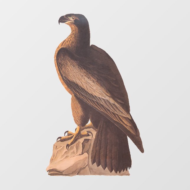 Audubon's Young Bald Eagle on Brown Rock Window Cling (Sheet)