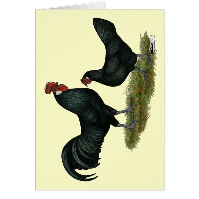 Augsburger Chickens (Front)