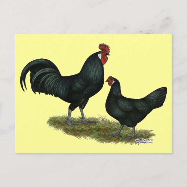 Augsburger Chickens Postcard (Front)