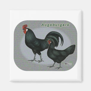 Augsburger Fowl Magnet