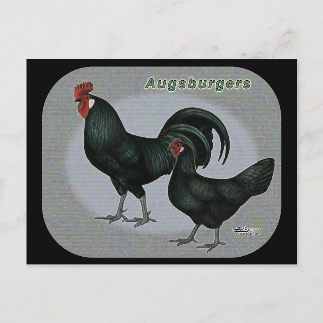 Augsburger Fowl Postcard (Front)