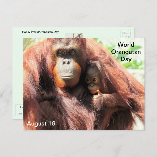 August 19 - World Orangutan Day Postcard (Front/Back)