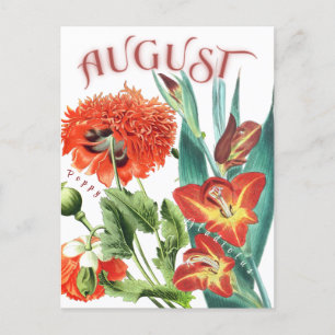 August Month Flowers Gladiolus & Poppy Fancy Postcard