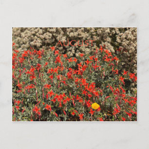 AUGUST POSTCARD