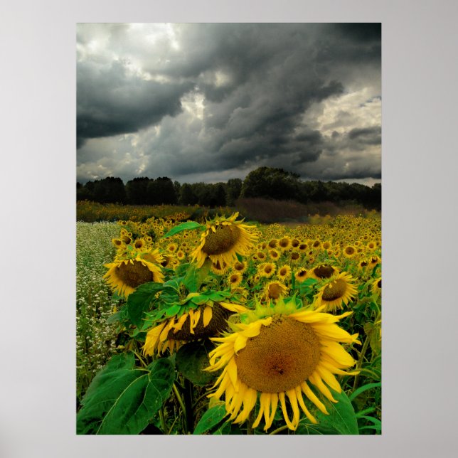 August storm, poster (Front)