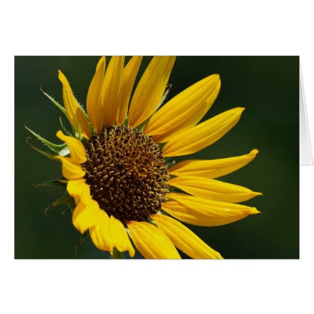 August Sunflower Card 5X7 (Front Horizontal)