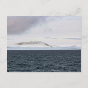 Auklet cloud, Kasatochi Island Postcard