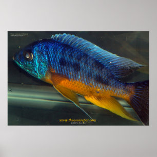Auloncara Poster