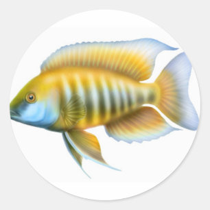 Aulonocara African Peacock Cichlid Classic Round Sticker