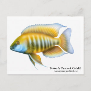 Aulonocara jacobfreibergi Postcard
