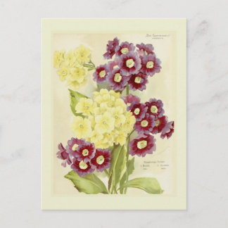 Auricolas Postcard