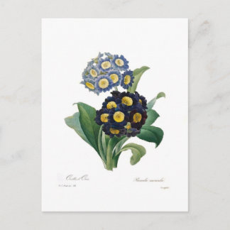 Auricolas Postcard