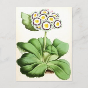 "Auricula John Waterston" Vintage Flower Postcard