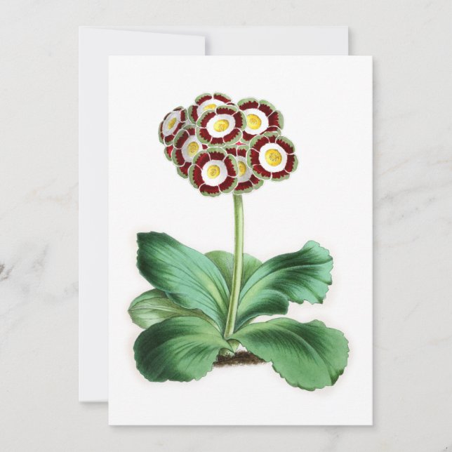 Auricula, Peter Campbell (Front)