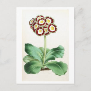 "Auricula" Vintage Flower Illustration Postcard