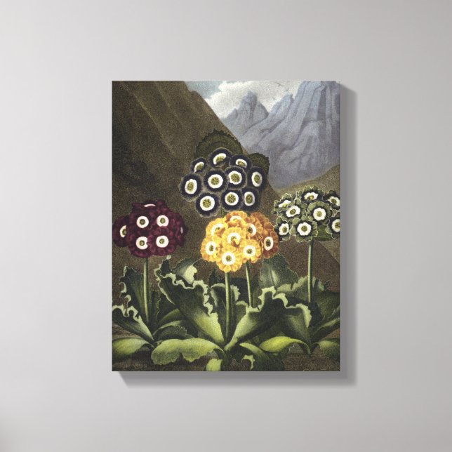 Auriculas from Dr John Robert Thornton's Canvas Print (Front)
