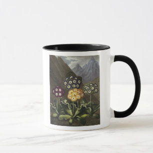 Auriculas from Dr John Robert Thornton's Mug