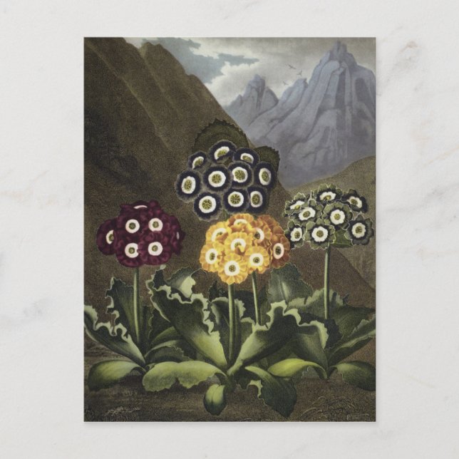 Auriculas from Dr John Robert Thornton's Postcard (Front)