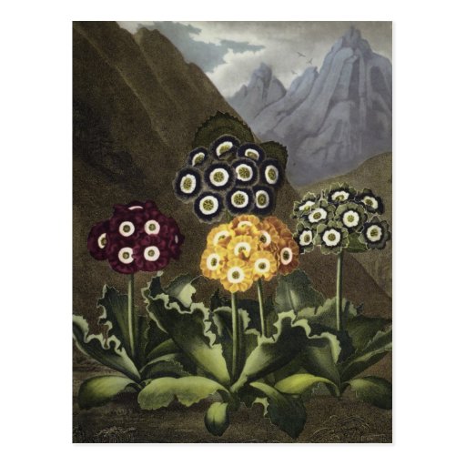 Image of Auriculas from Dr John Robert Thornton's Postcard