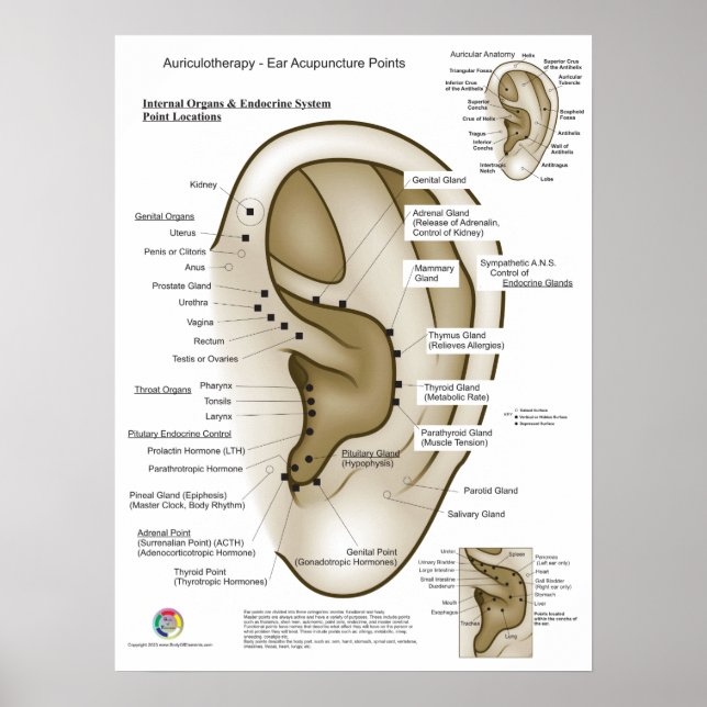 Auriculotherapy Ear Acupuncture Poster (Front)
